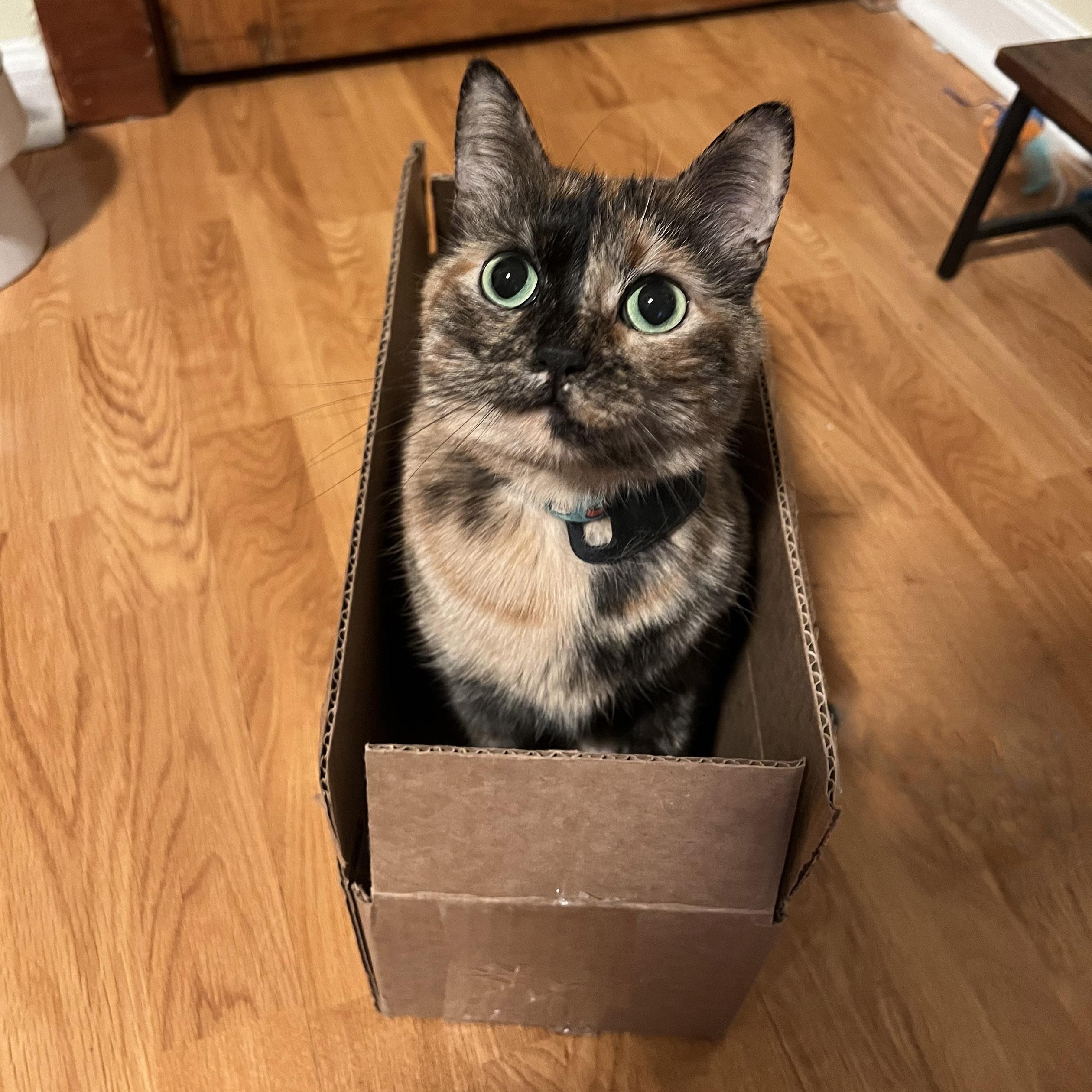 Vindu, a Adoptable Tortoiseshell in Chicago, IL image 6/6