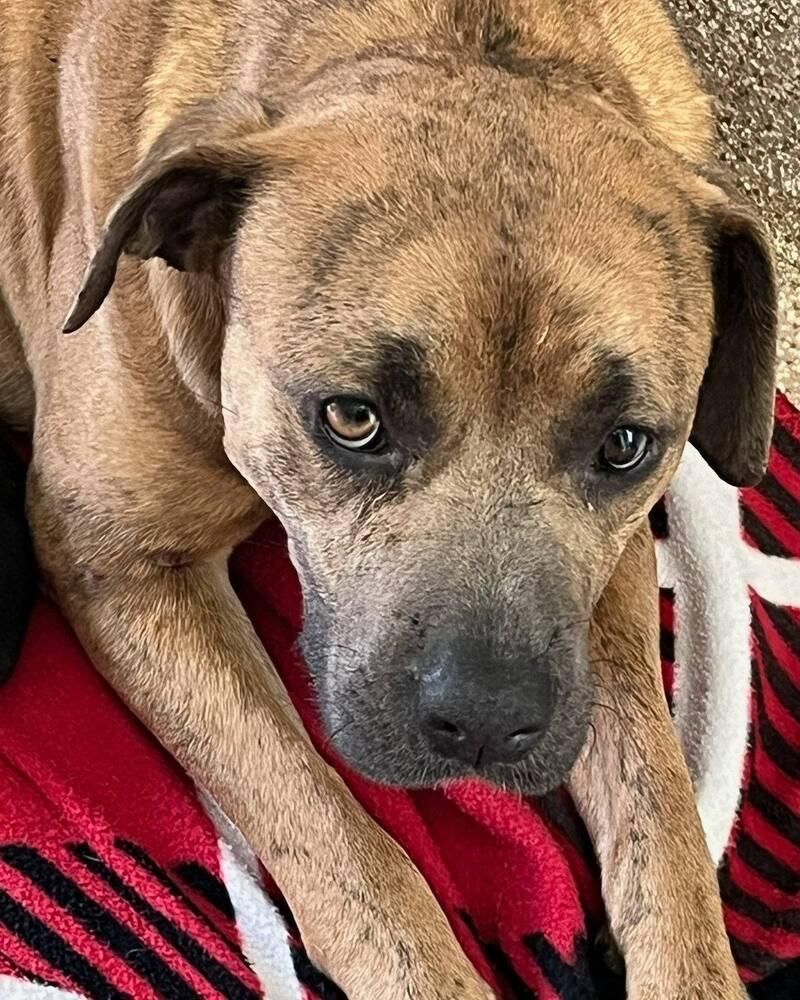 Enlarge Bonnie, a Adoptable mixed breed in Ridgeland, SC image 1/1