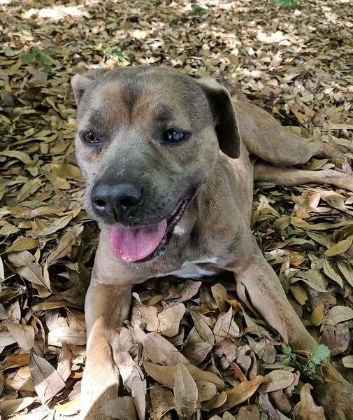 Enlarge Bonnie, a Adoptable mixed breed in Ridgeland, SC image 2/2