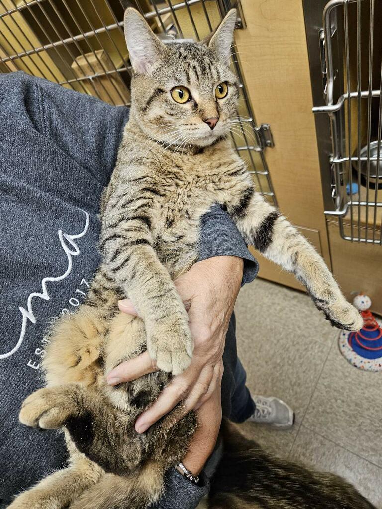 Nile, an adopted Domestic Short Hair in Barrington Hills, IL image 2/3