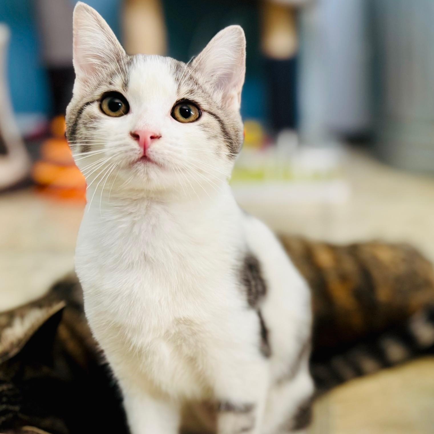 Fluttershy, ADOPTABLE, Kitten Female Domestic Short Hair & Tabby.