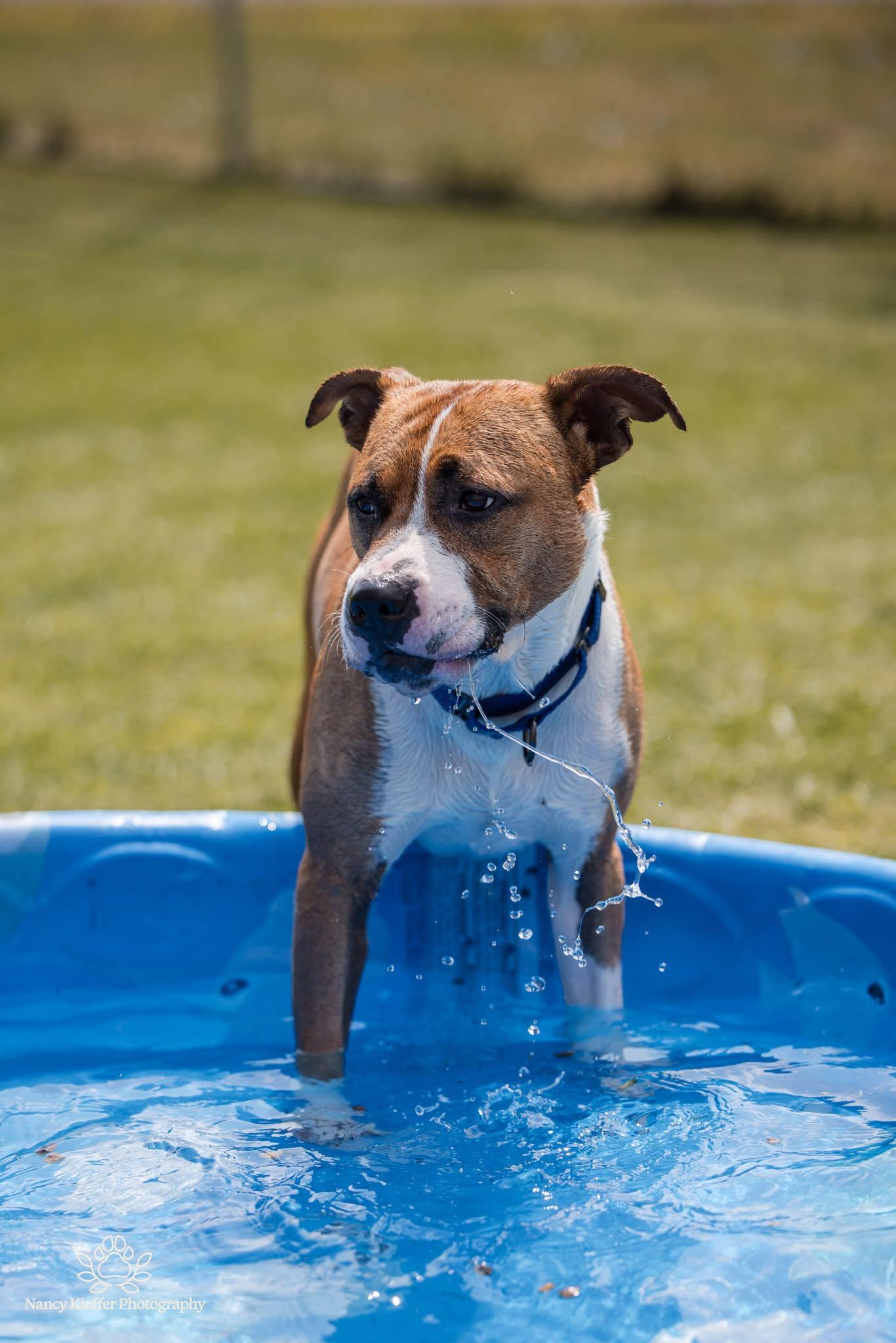 Taylor, a Adoptable mixed breed in Jamesville, NY image 3/5