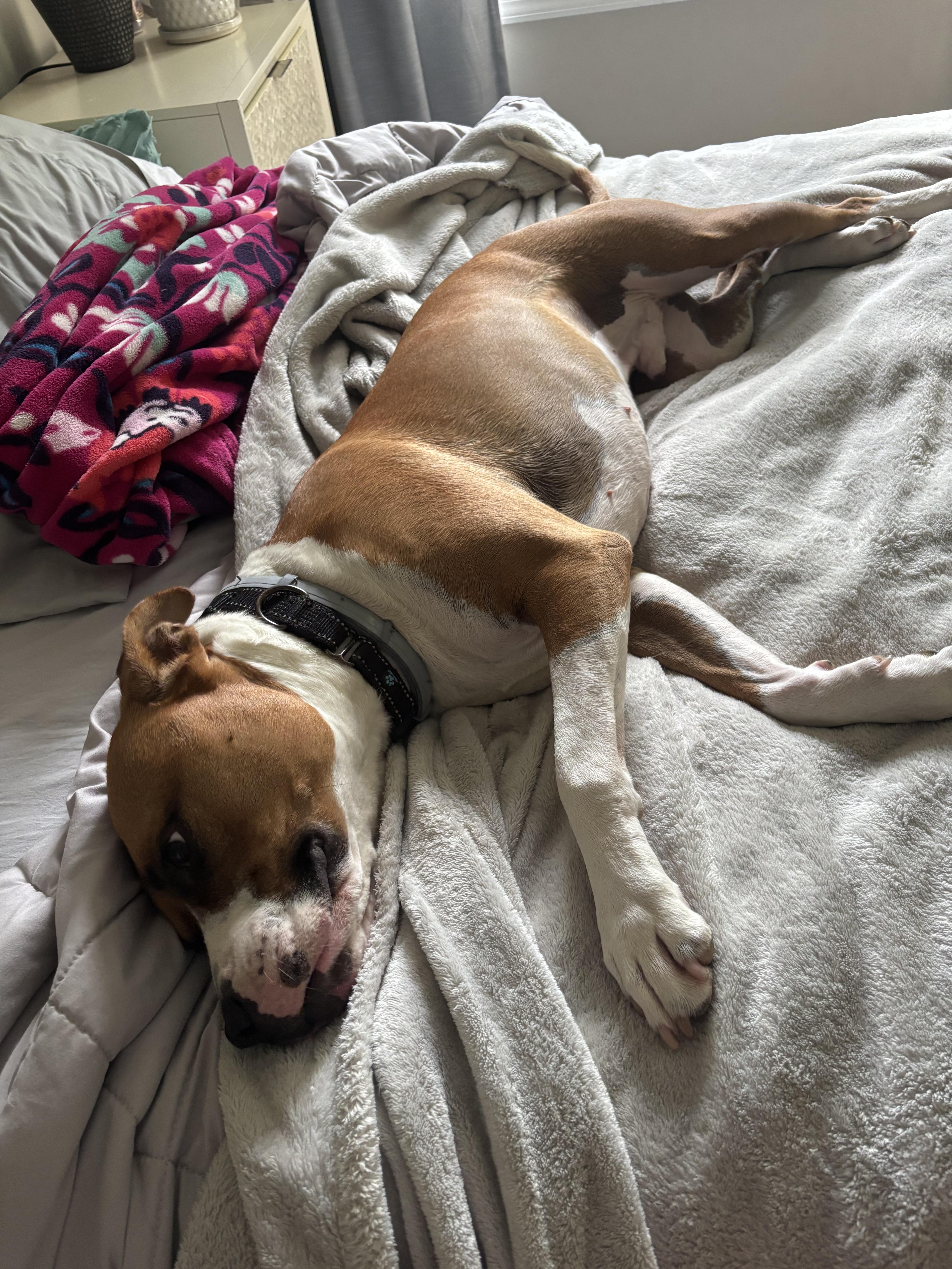 Taylor, a Adoptable mixed breed in Jamesville, NY image 3/6