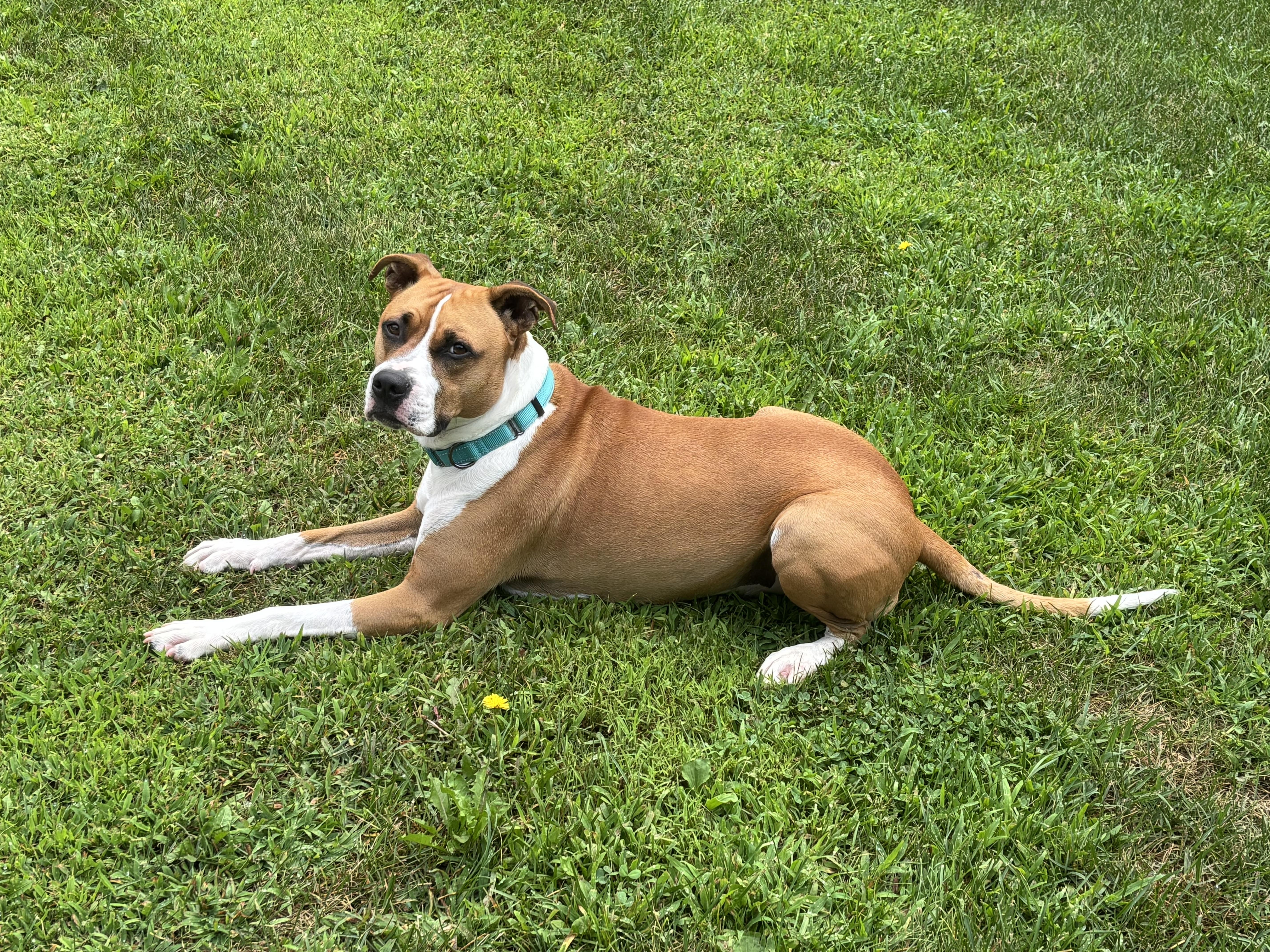 Taylor, a Adoptable mixed breed in Jamesville, NY image 6/6