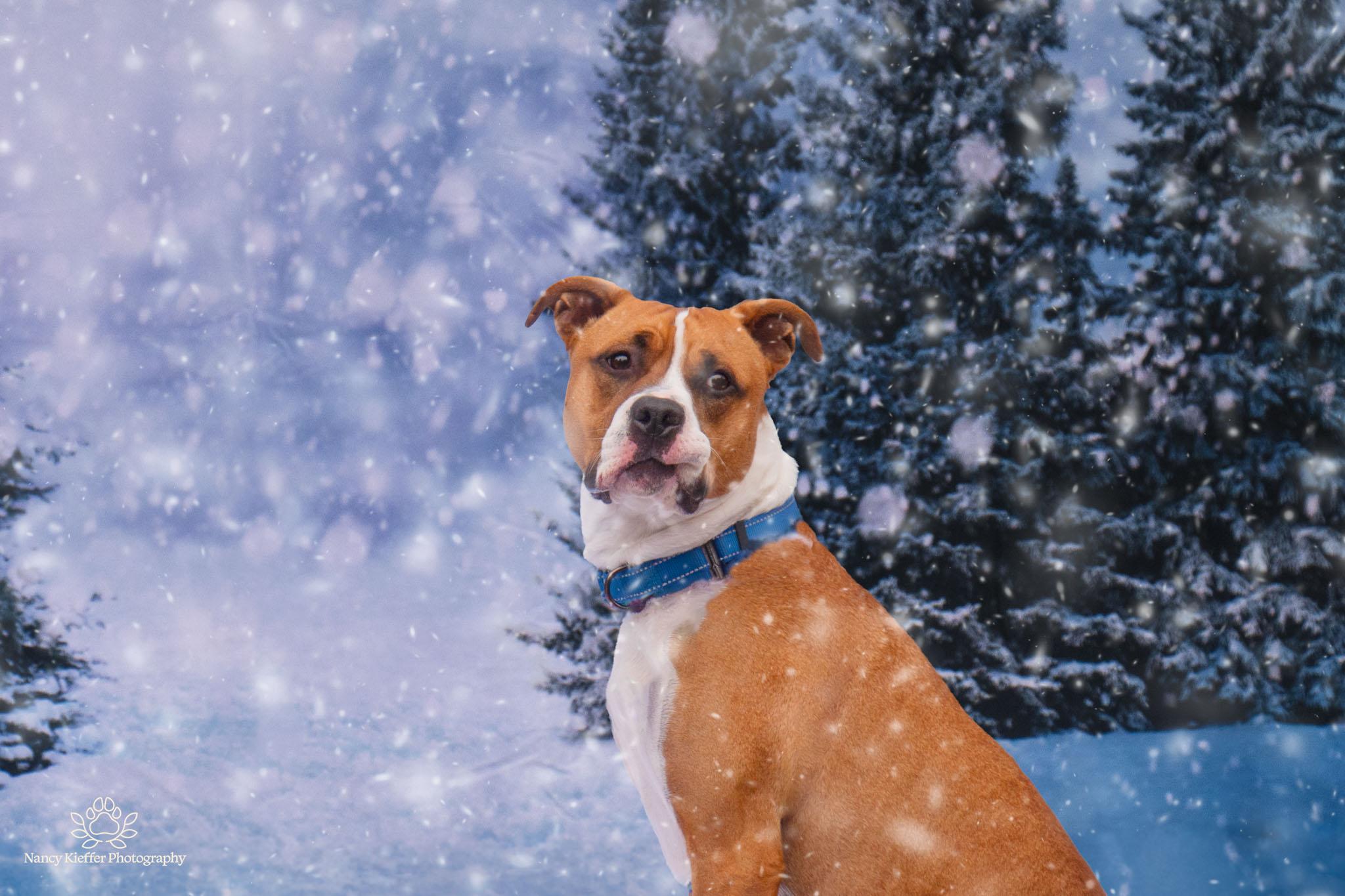 Taylor, a Adoptable mixed breed in Jamesville, NY image 2/5