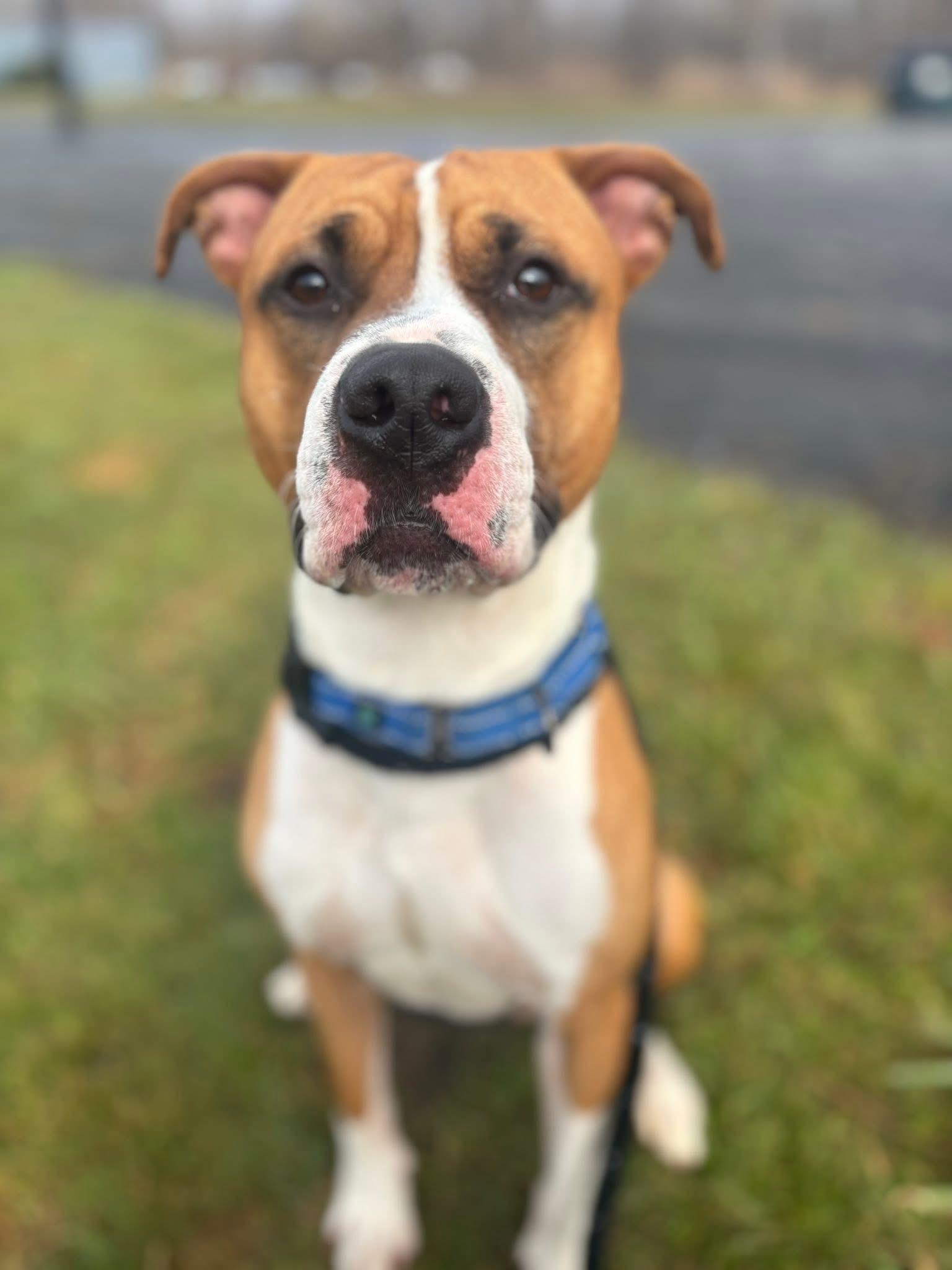 Taylor, a Adoptable mixed breed in Jamesville, NY image 4/5