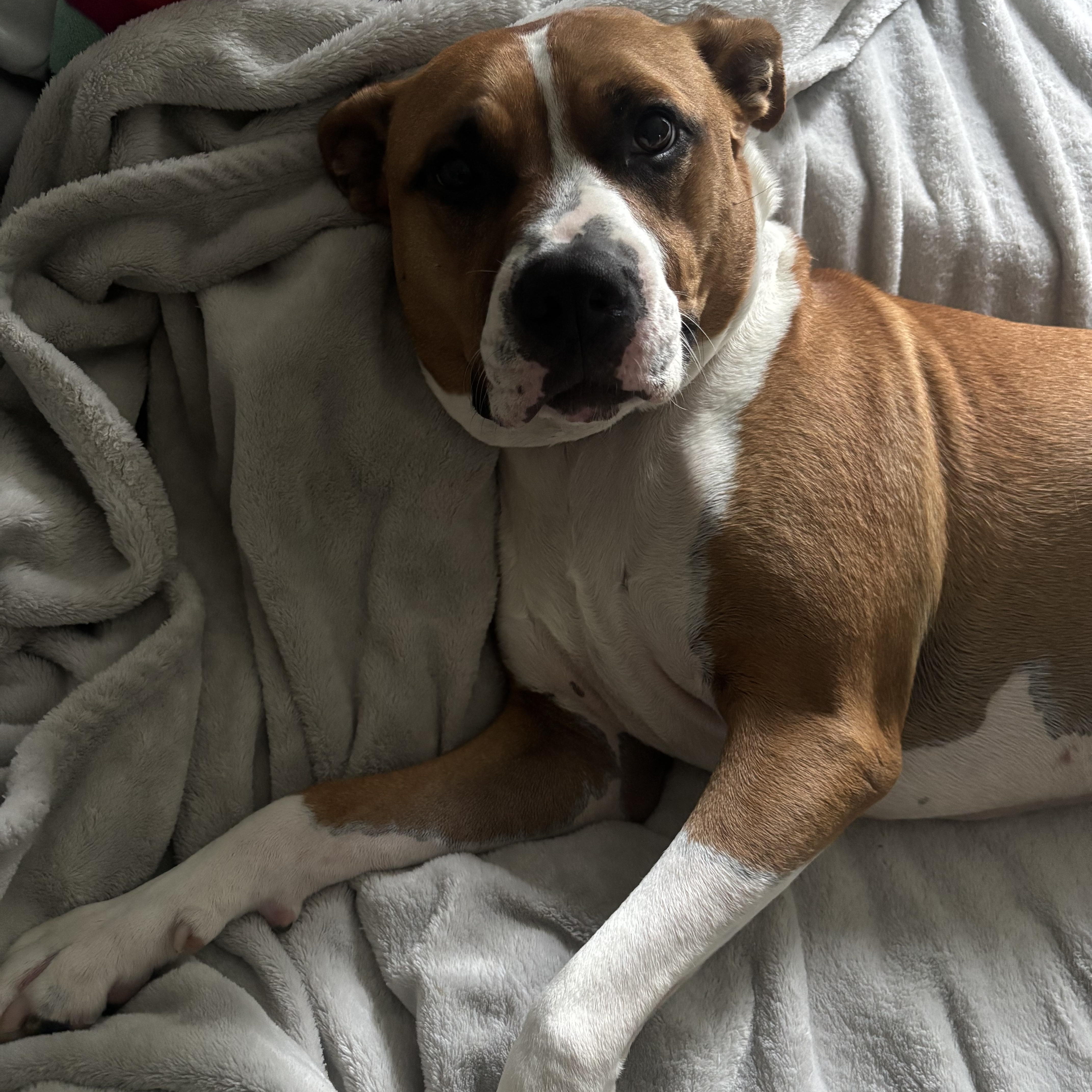Taylor, a Adoptable mixed breed in Jamesville, NY image 4/6