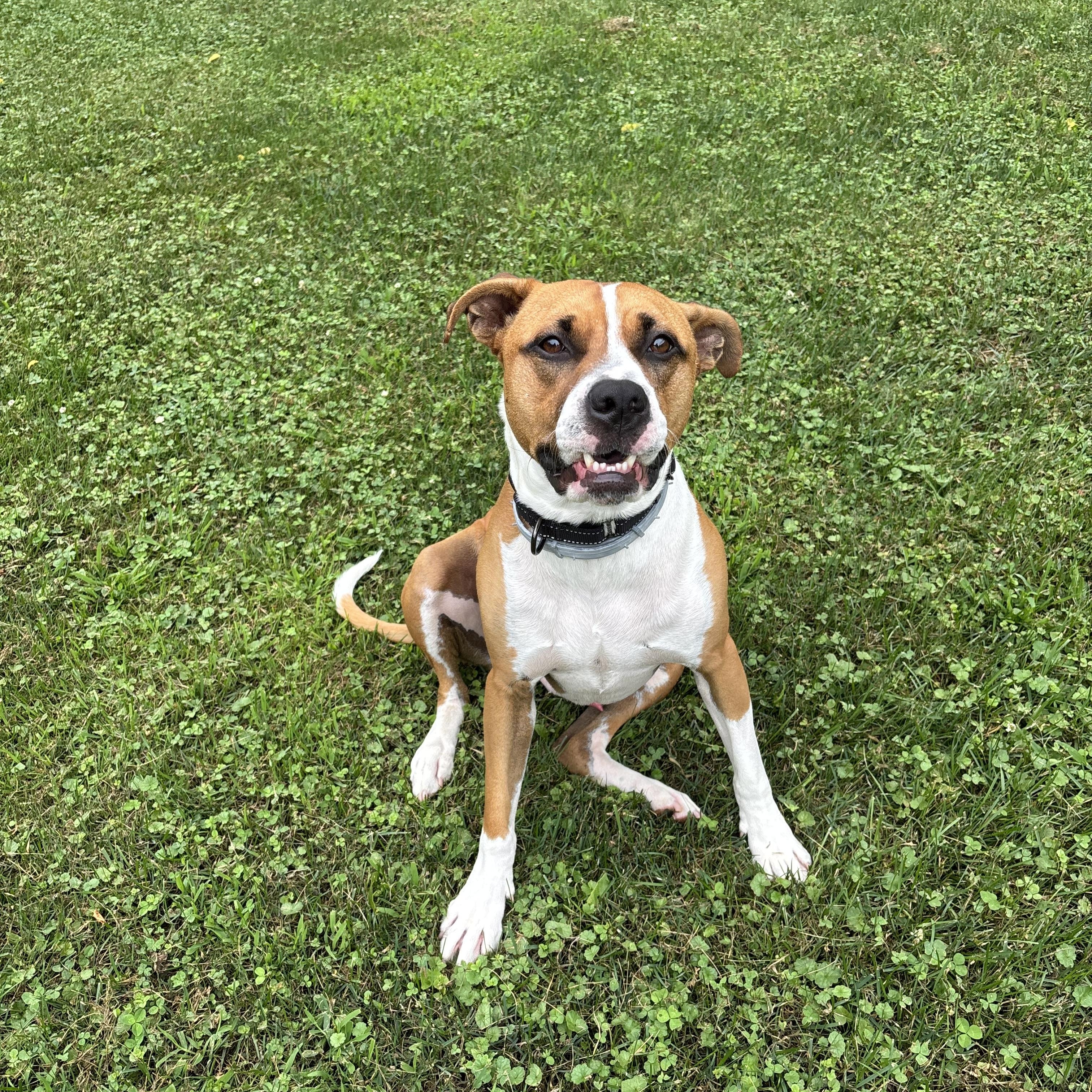 Taylor, a Adoptable mixed breed in Jamesville, NY image 2/6