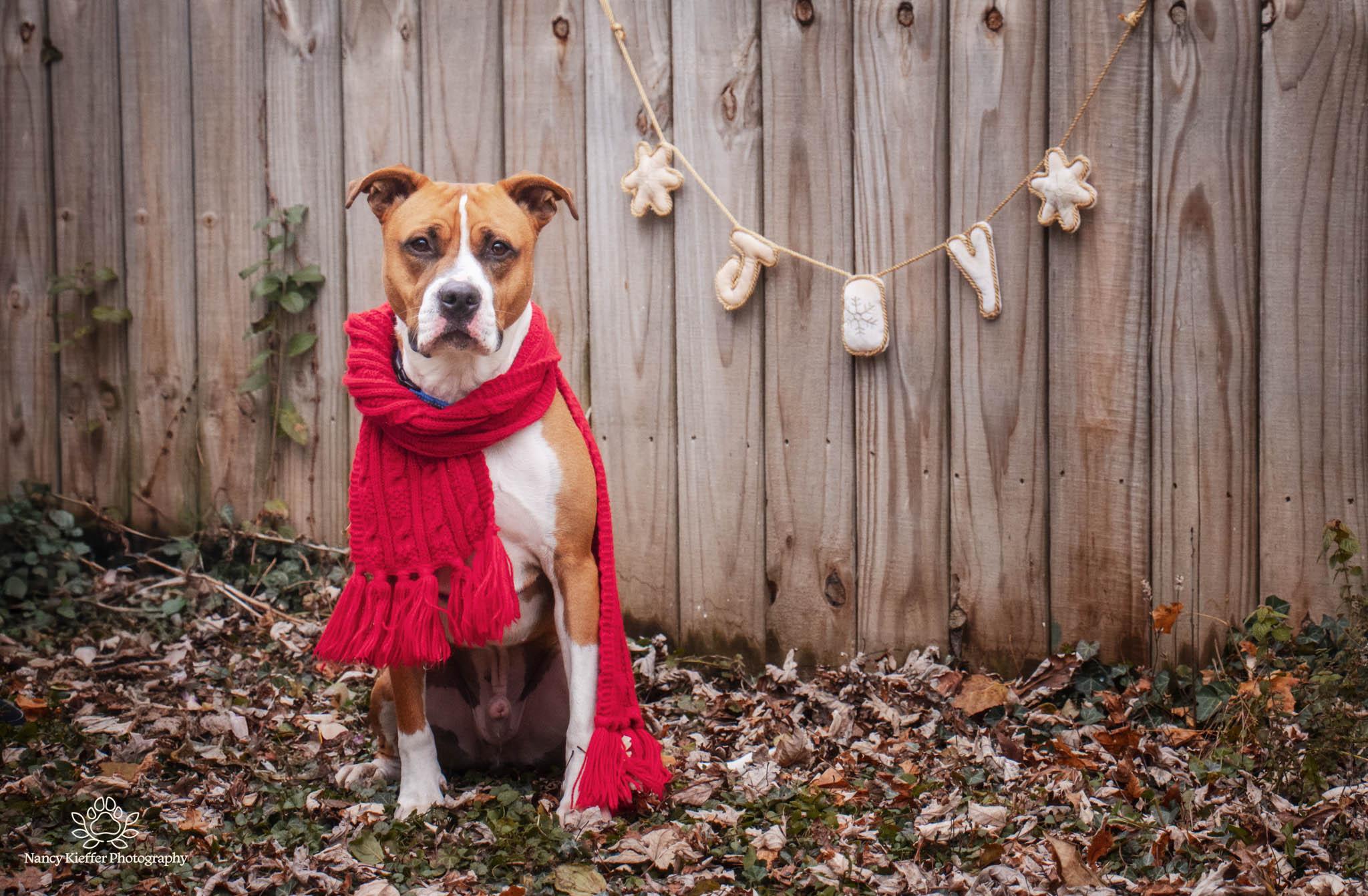 Taylor, a Adoptable mixed breed in Jamesville, NY image 1/5