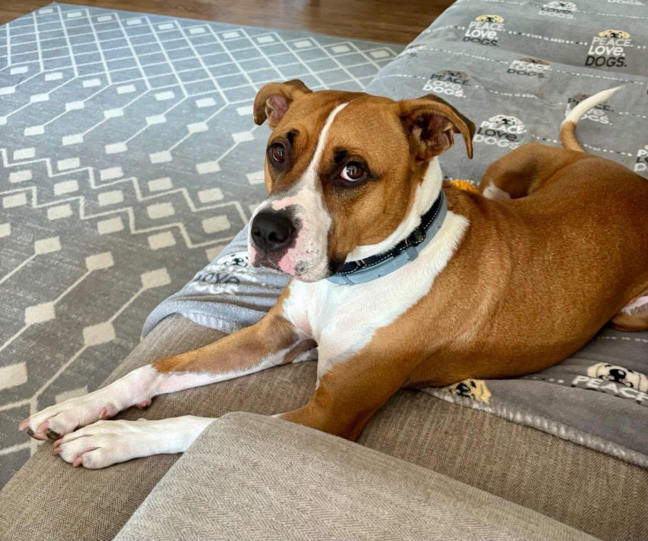 Taylor, Adoptable, Young Male Boxer & Terrier.