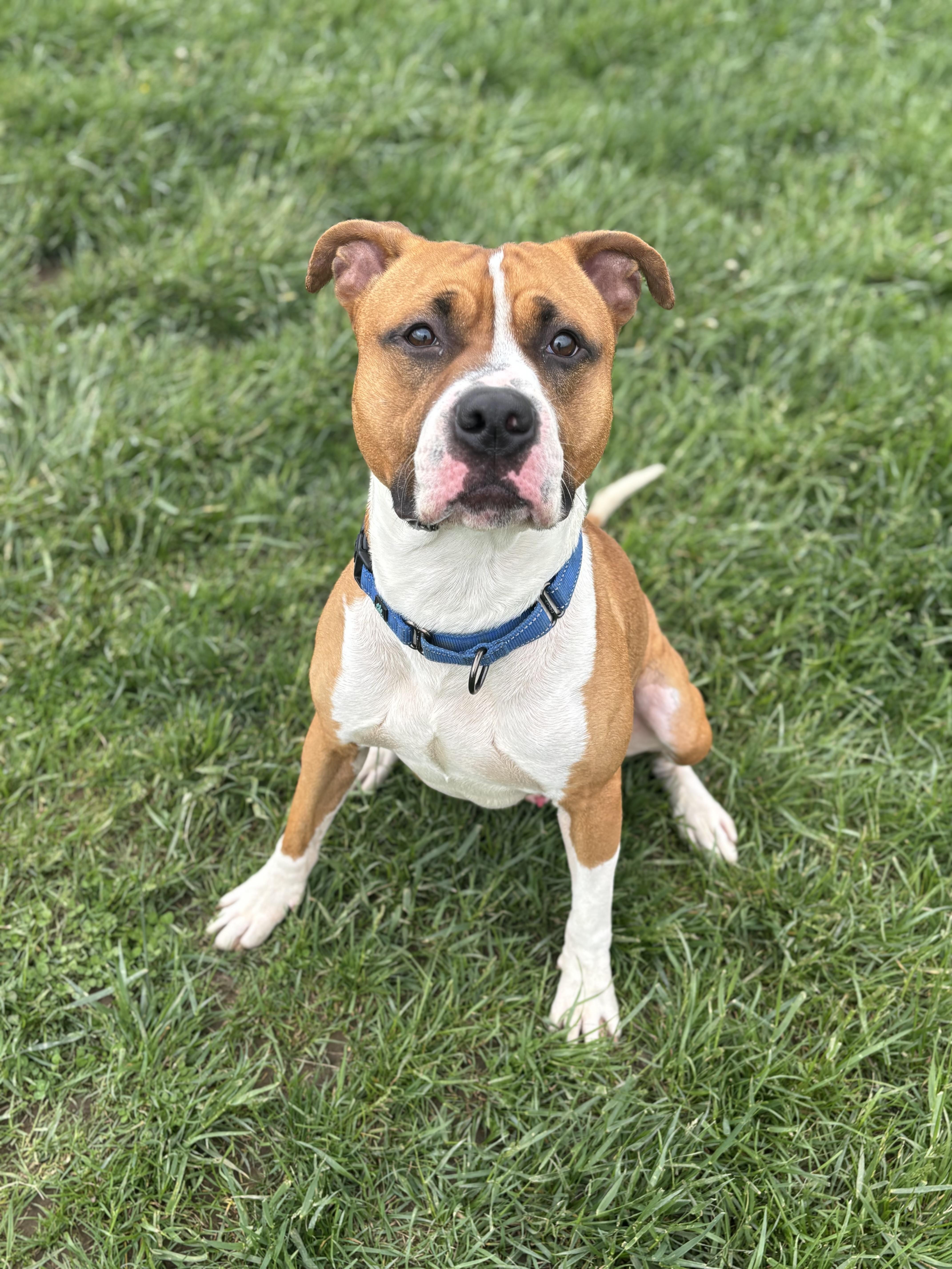 Taylor, a Adoptable mixed breed in Jamesville, NY image 5/5