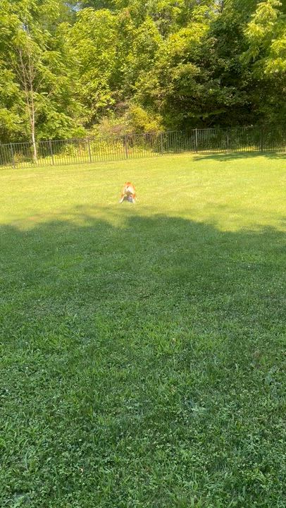 Enlarge Taylor, a Adoptable mixed breed in Jamesville, NY video 5/6