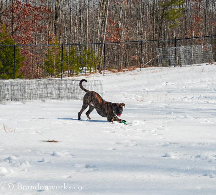 Enlarge Ace , a ADOPTABLE mixed breed in Stafford, VA image 4/6