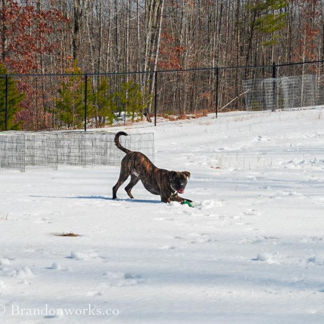 Enlarge Ace , an adopted mixed breed in Stafford, VA image 4/6