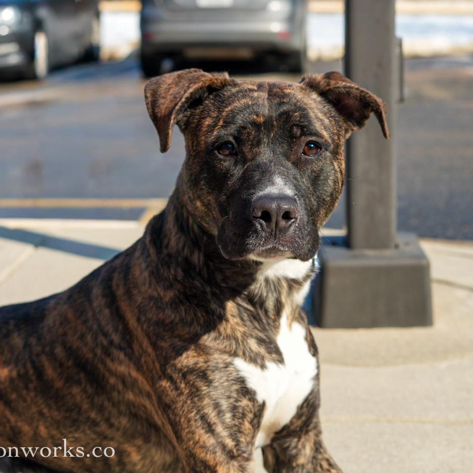 Enlarge Ace , an adopted mixed breed in Stafford, VA image 3/6