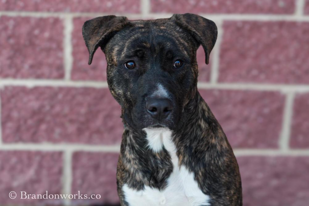 Ace , ADOPTABLE, Young Male German Shepherd Dog & Pit Bull Terrier.