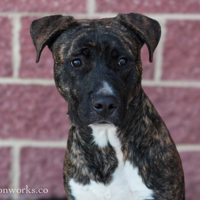 Enlarge Ace , an adopted mixed breed in Stafford, VA image 1/6