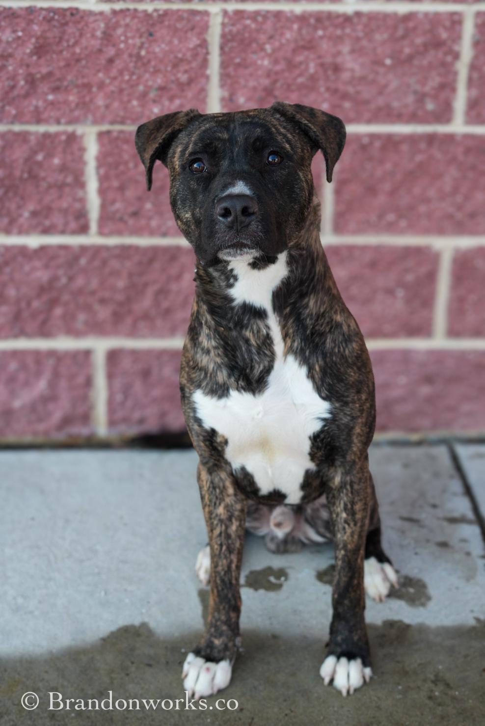 Enlarge Ace , a ADOPTABLE mixed breed in Stafford, VA image 6/6