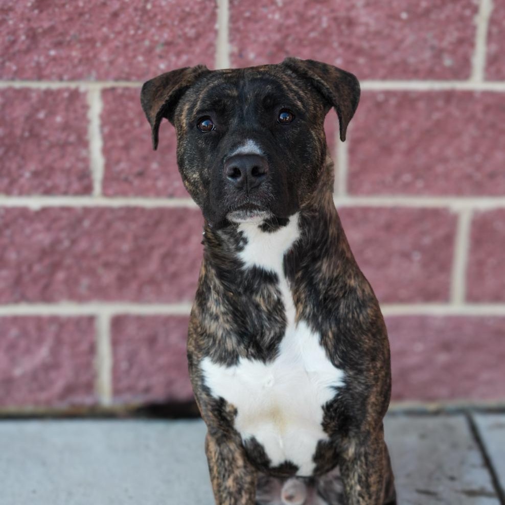 Enlarge Ace , an adopted mixed breed in Stafford, VA image 6/6