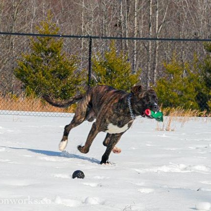 Enlarge Ace , an adopted mixed breed in Stafford, VA image 2/6