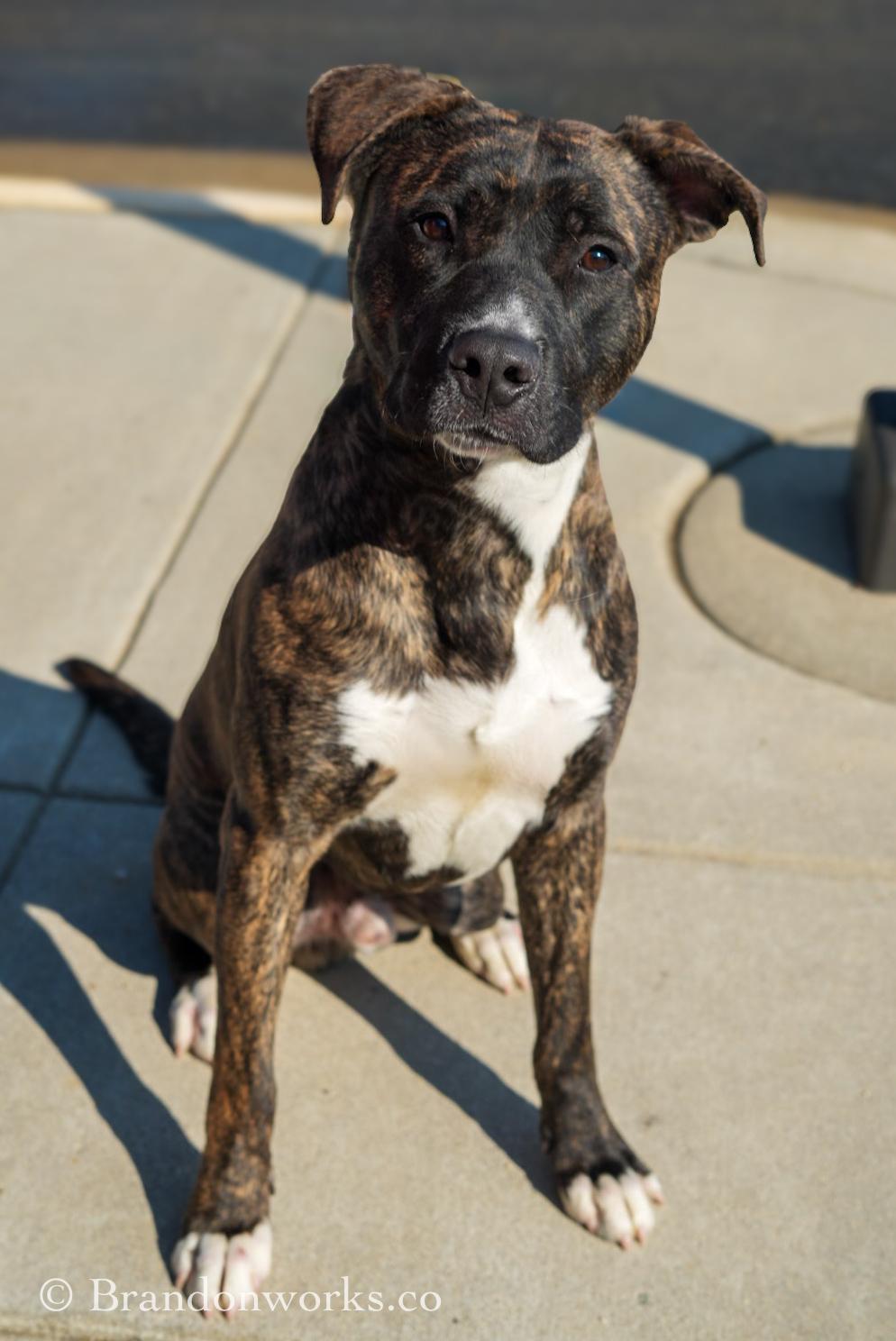 Enlarge Ace , a ADOPTABLE mixed breed in Stafford, VA image 5/6
