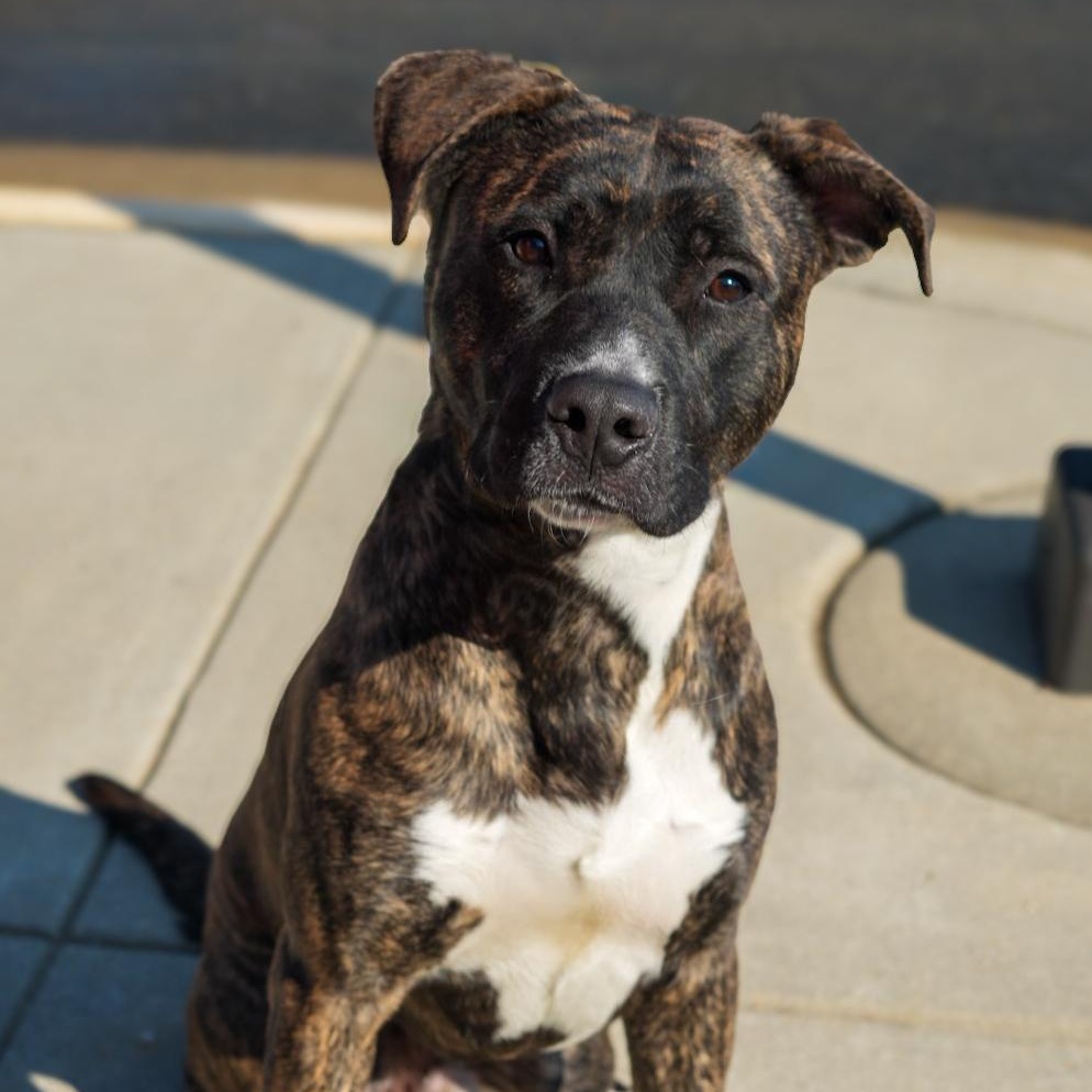 Enlarge Ace , an adopted mixed breed in Stafford, VA image 5/6