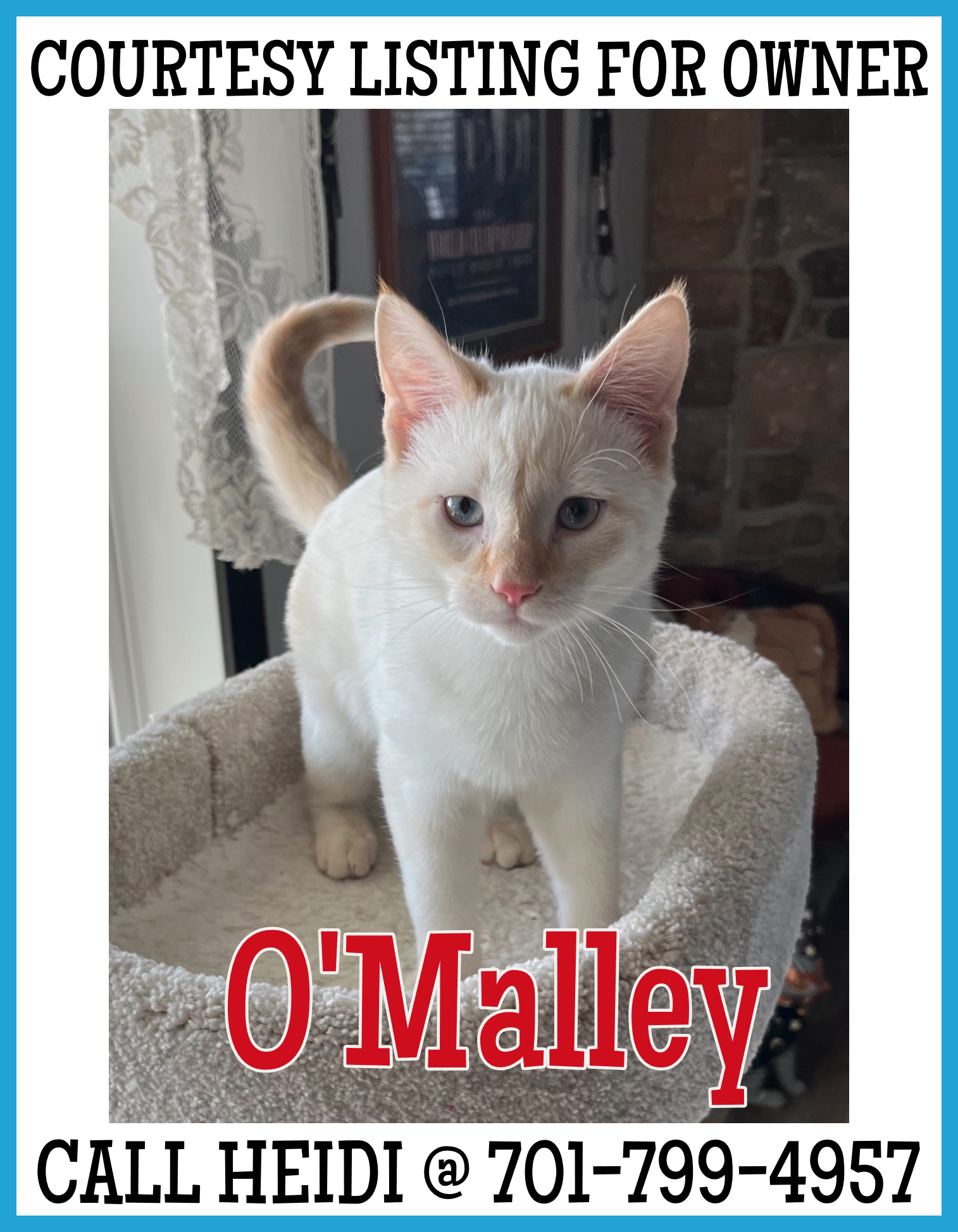 O'Malley - COURTESY LISTING FOR OWNER, an adopted Siamese in Valley City, ND_image-1