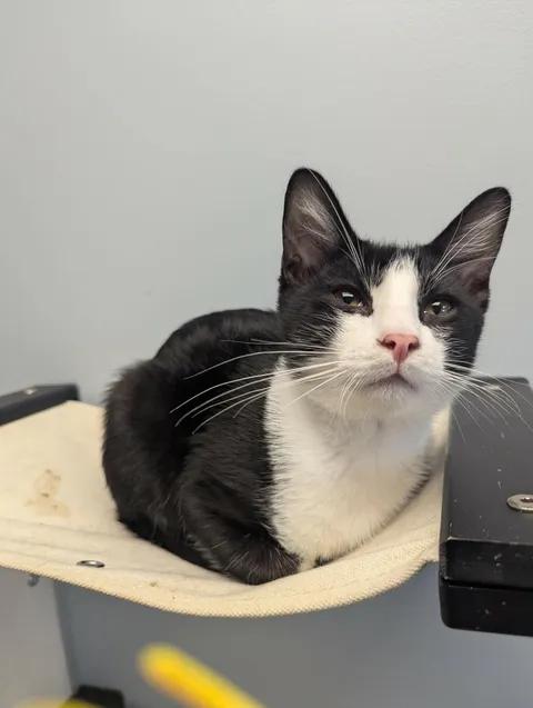 Enlarge Rusty, a Adoptable Domestic Short Hair in Brooks, AB image 6/6