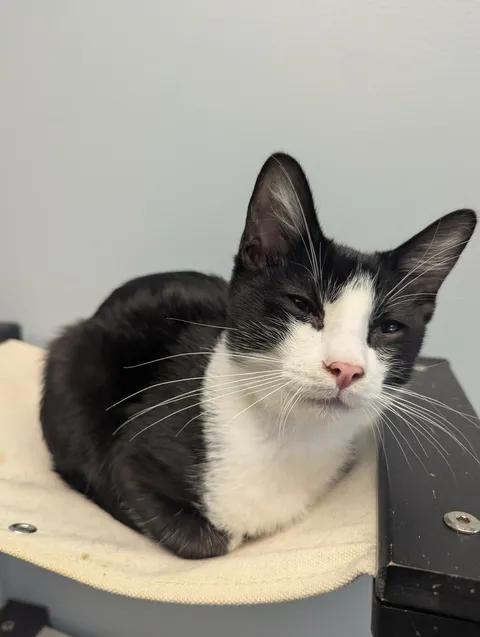 Enlarge Rusty, a Adoptable Domestic Short Hair in Brooks, AB image 3/6