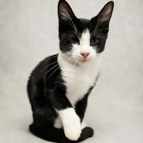 Rusty, ADOPTABLE, Kitten Male Domestic Short Hair.
