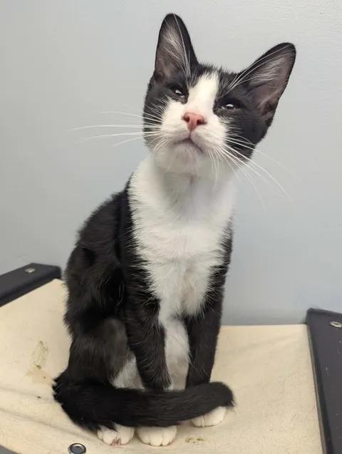 Enlarge Rusty, a Adoptable Domestic Short Hair in Brooks, AB image 4/6