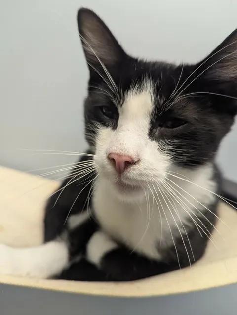 Enlarge Rusty, a Adoptable Domestic Short Hair in Brooks, AB image 5/6