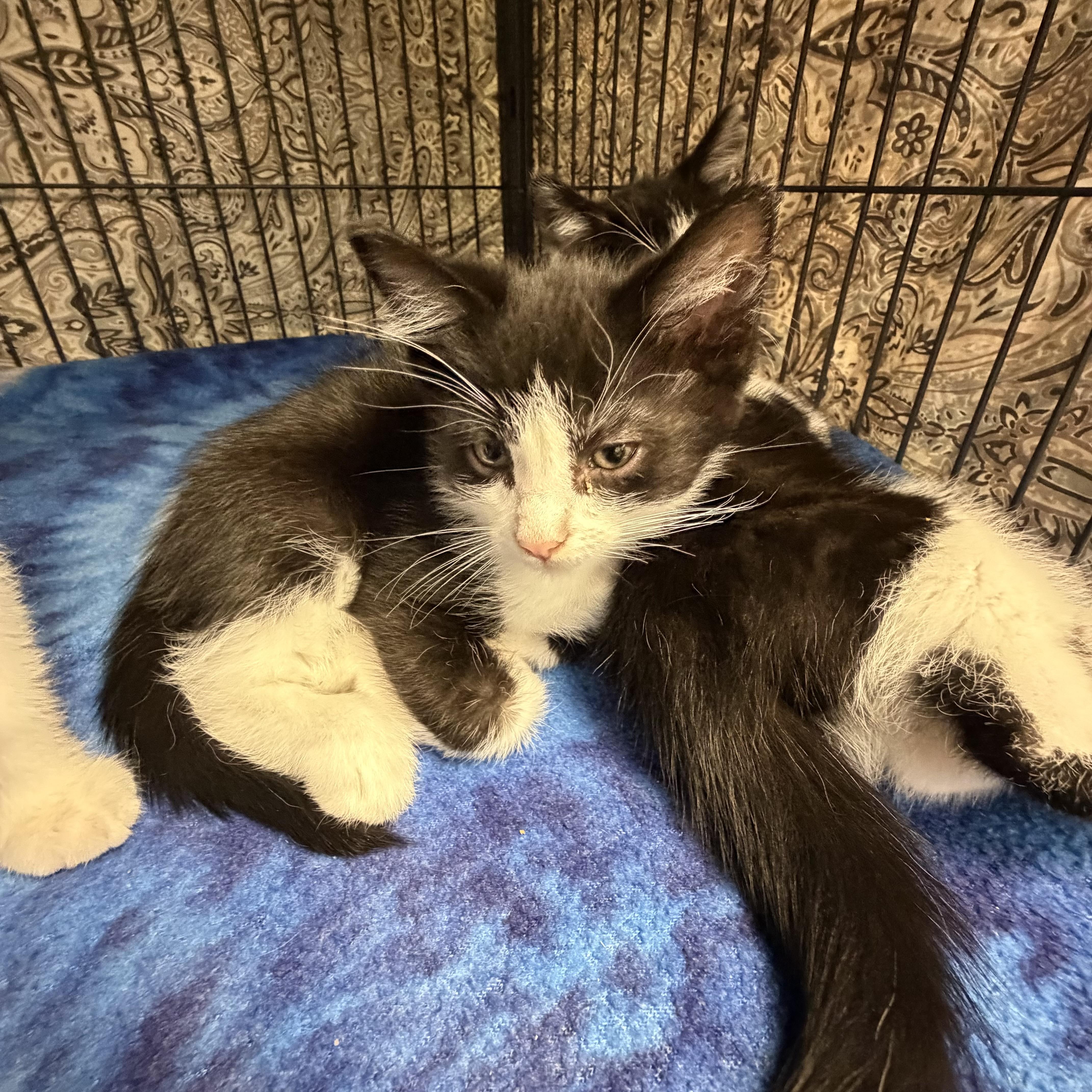 Rosie, ADOPTABLE, Kitten Female Domestic Short Hair.