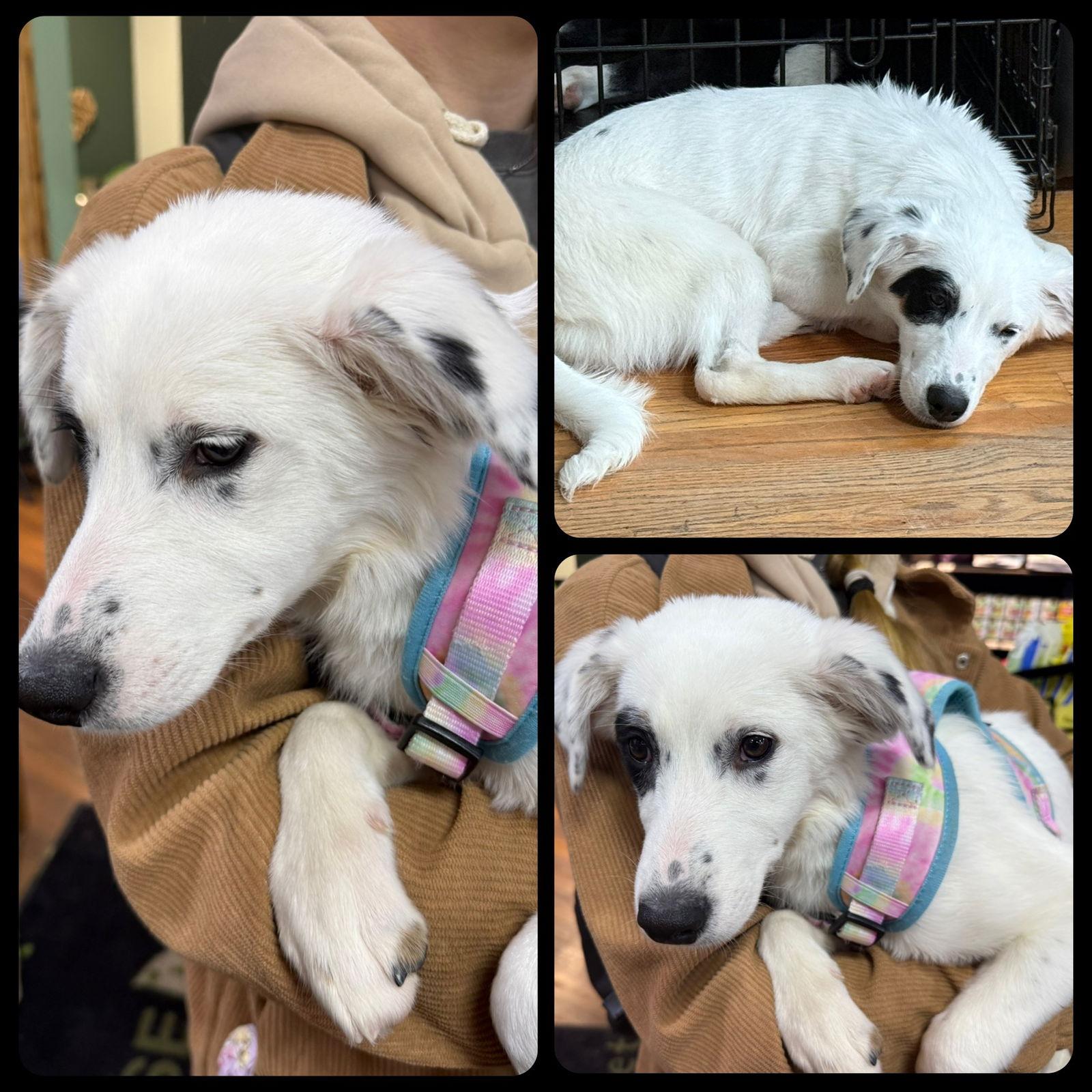 Denver/Seamus, Adopted, Young Male Border Collie.