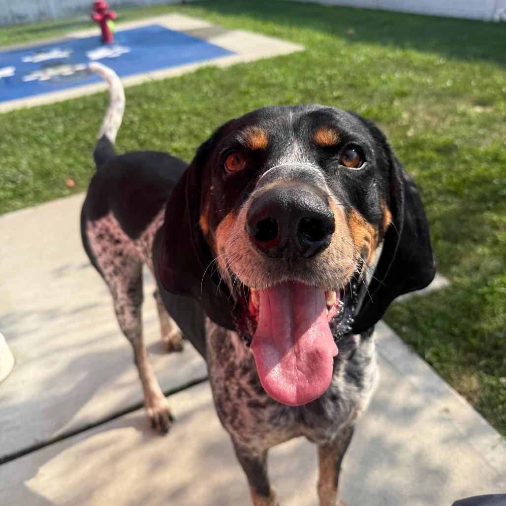 Gunner, Adoptable, Adult Male Bluetick Coonhound.