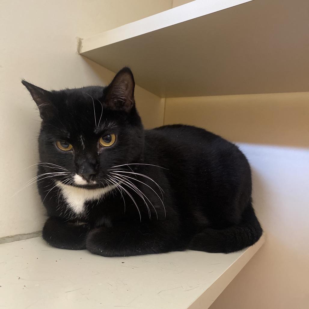 Crossword, Adoptable, Senior Male Domestic Short Hair.