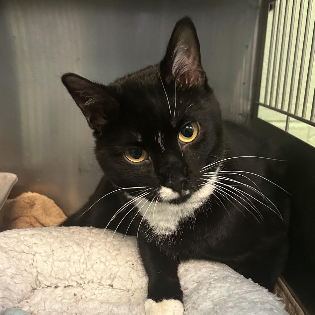 Enlarge Crossword, a Adoptable Domestic Short Hair in Dayton, OH image 2/4