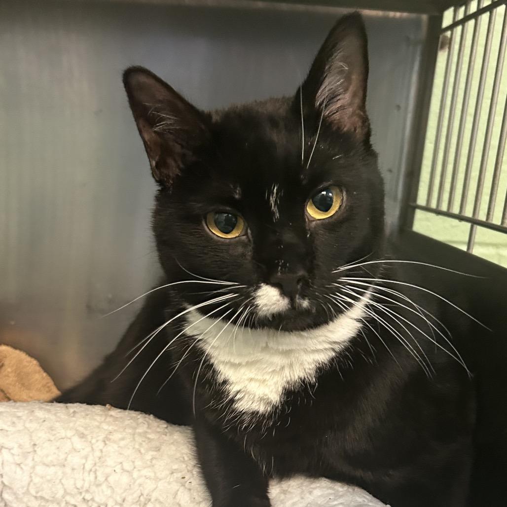 Enlarge Crossword, a Adoptable Domestic Short Hair in Dayton, OH image 3/4