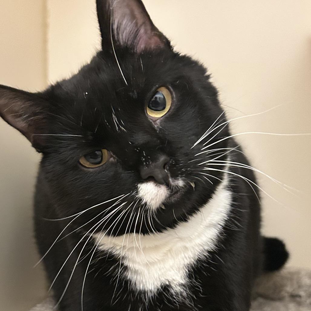 Enlarge Crossword, a Adoptable Domestic Short Hair in Dayton, OH image 4/4