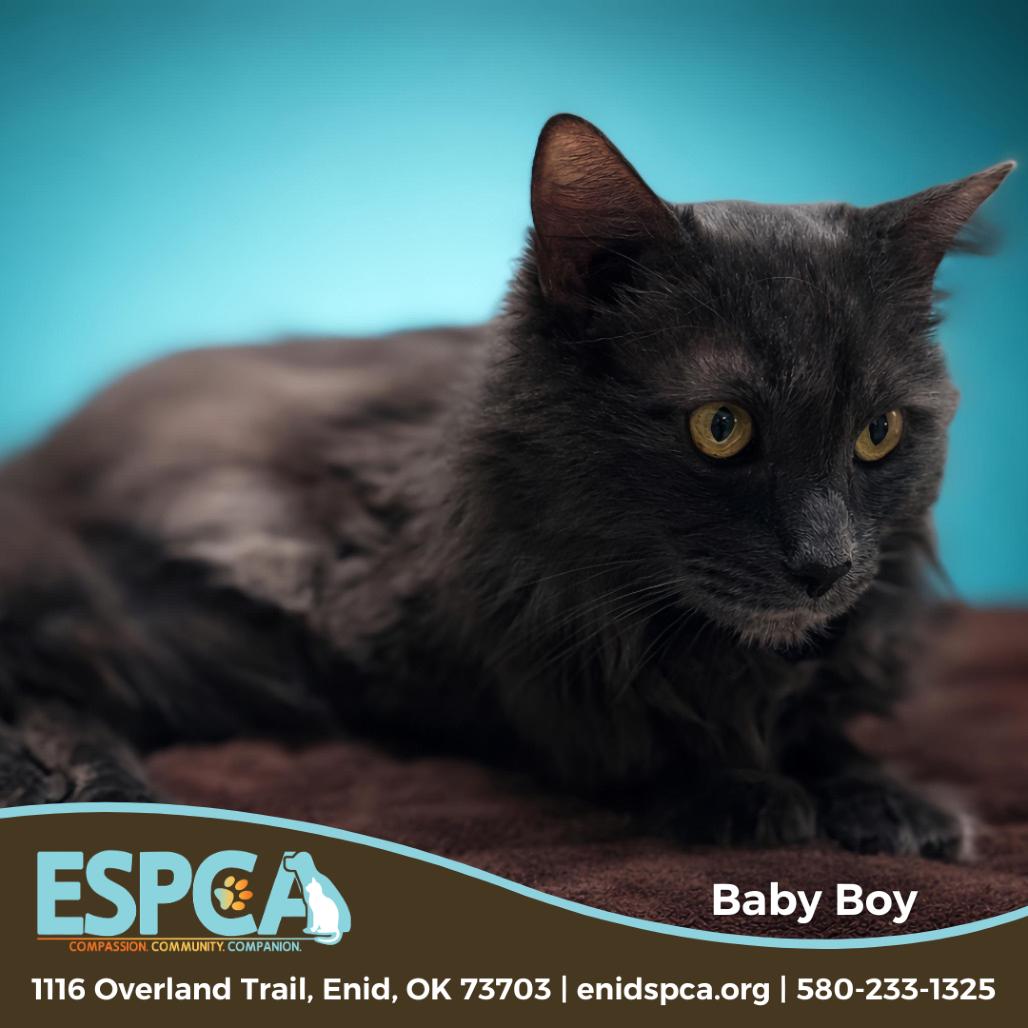 Baby Boy, Adoptable, Senior Male Domestic Medium Hair.
