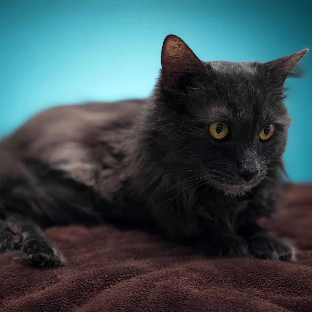 Enlarge Baby Boy, a Adoptable Domestic Medium Hair in Enid, OK image 2/2