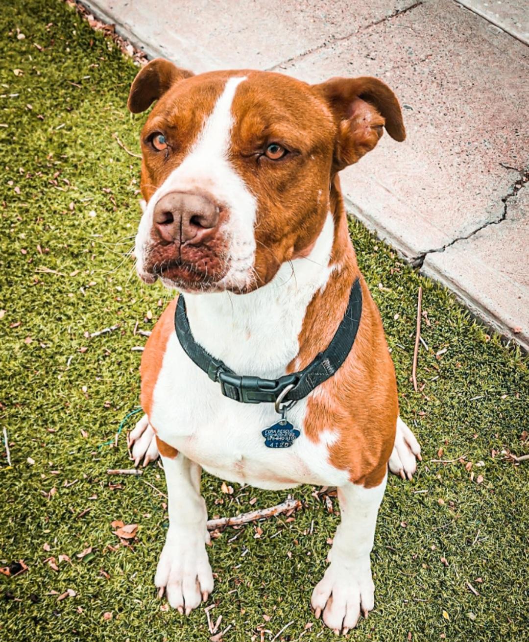 Enlarge Diego , an adoptable mixed breed in Tacoma, WA image 2/5