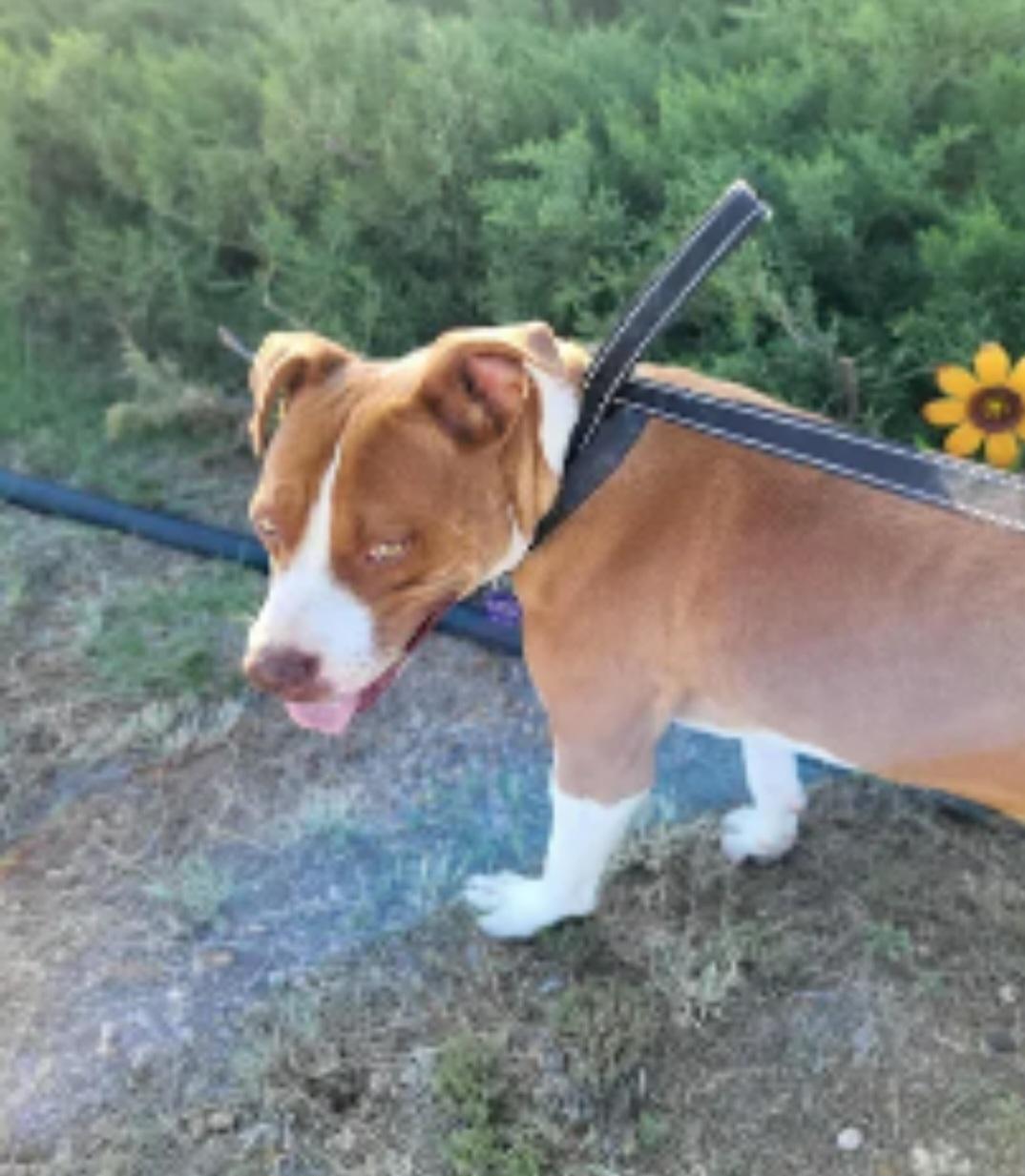 Diego , a ADOPTABLE mixed breed in Tacoma, WA image 2/3