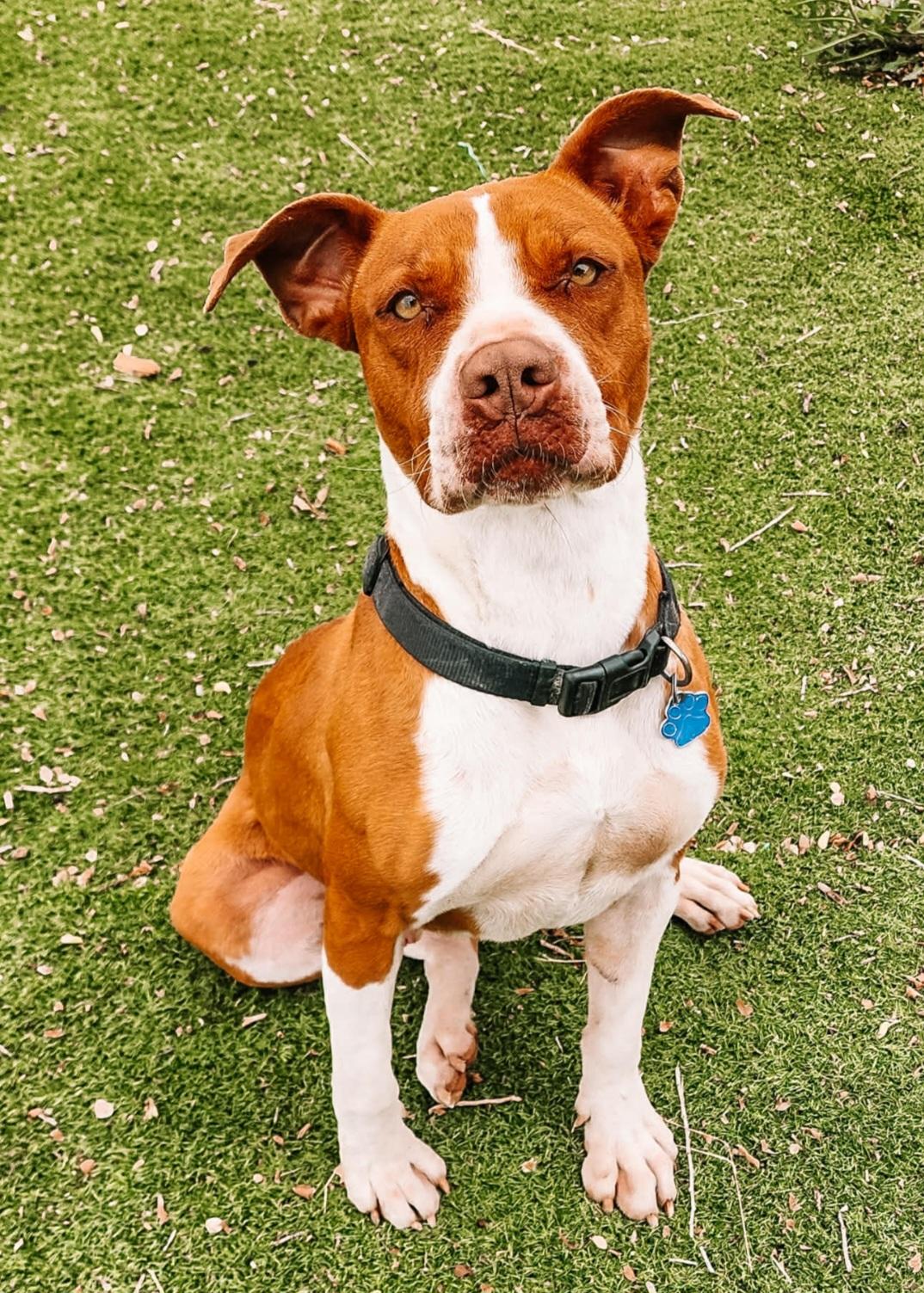 Enlarge Diego , an adoptable mixed breed in Tacoma, WA image 5/5