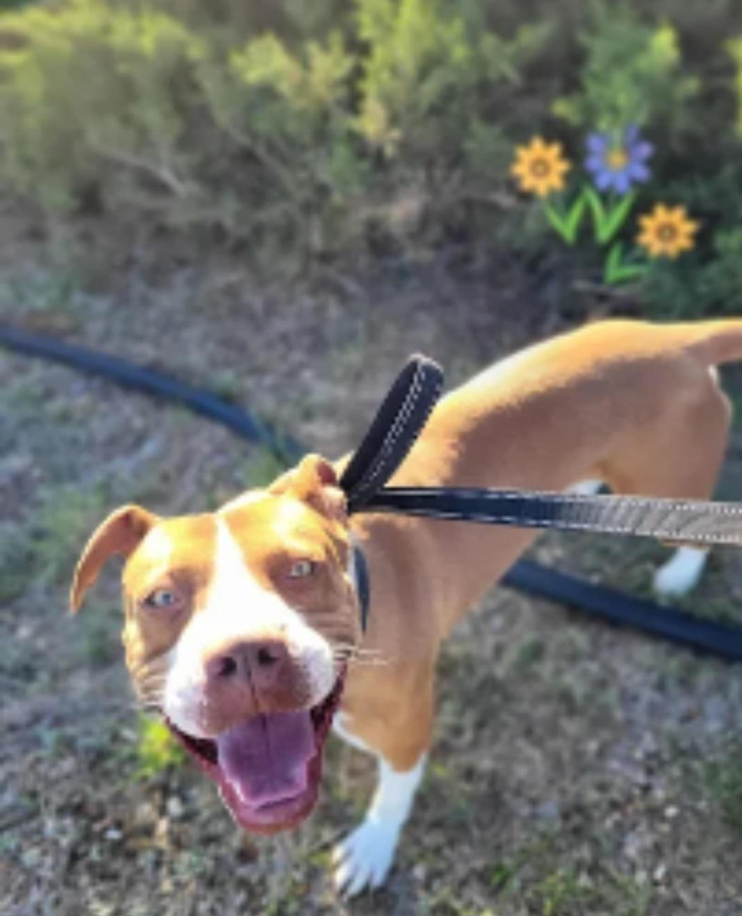 Diego , a ADOPTABLE mixed breed in Tacoma, WA image 1/3