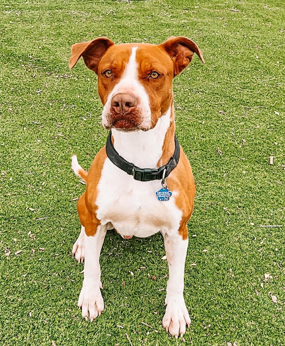 Enlarge Diego , an adoptable mixed breed in Tacoma, WA image 4/5