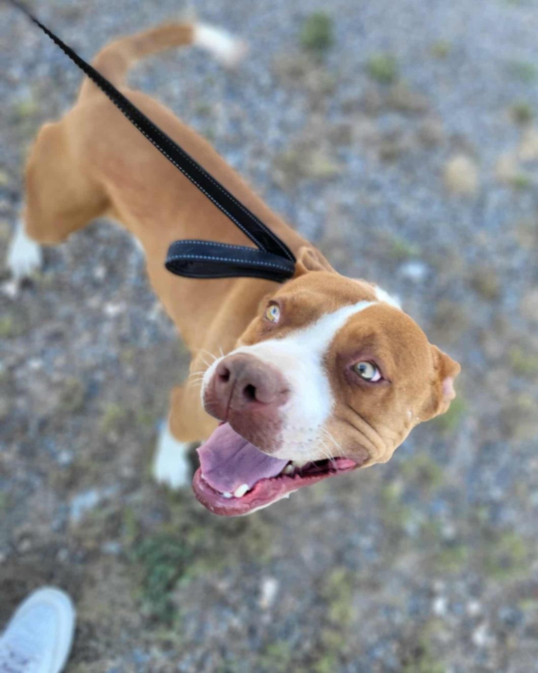 Diego , a ADOPTABLE mixed breed in Tacoma, WA image 3/3