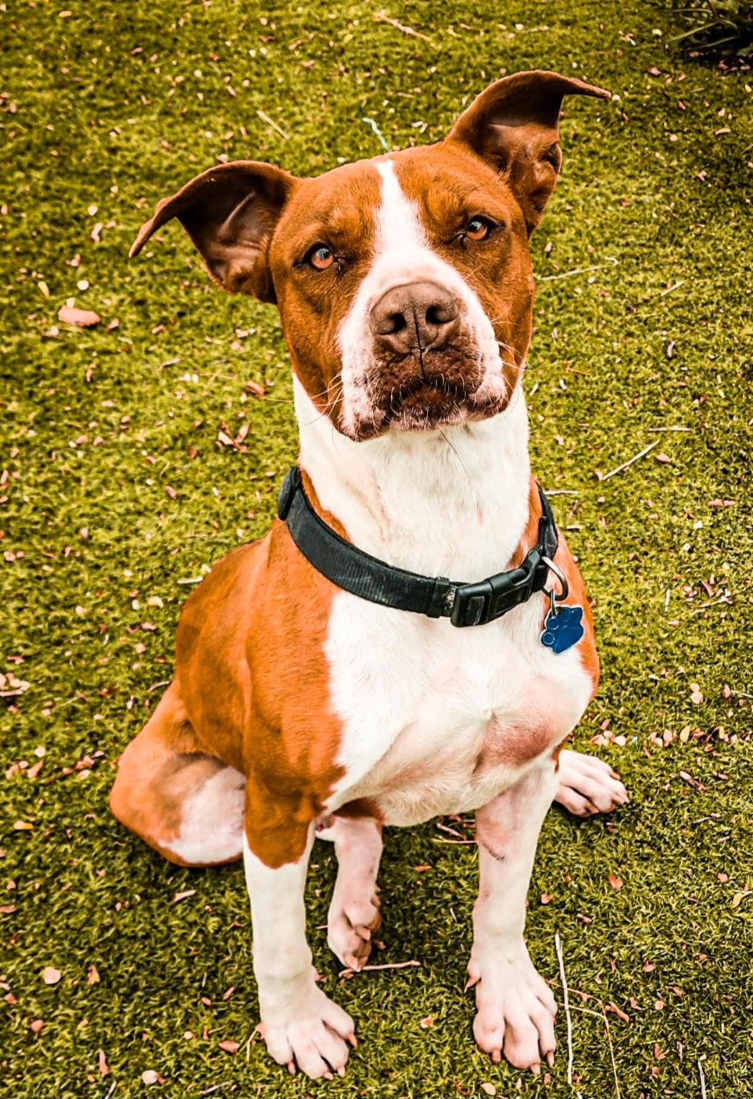 Enlarge Diego , an adoptable mixed breed in Tacoma, WA image 3/5