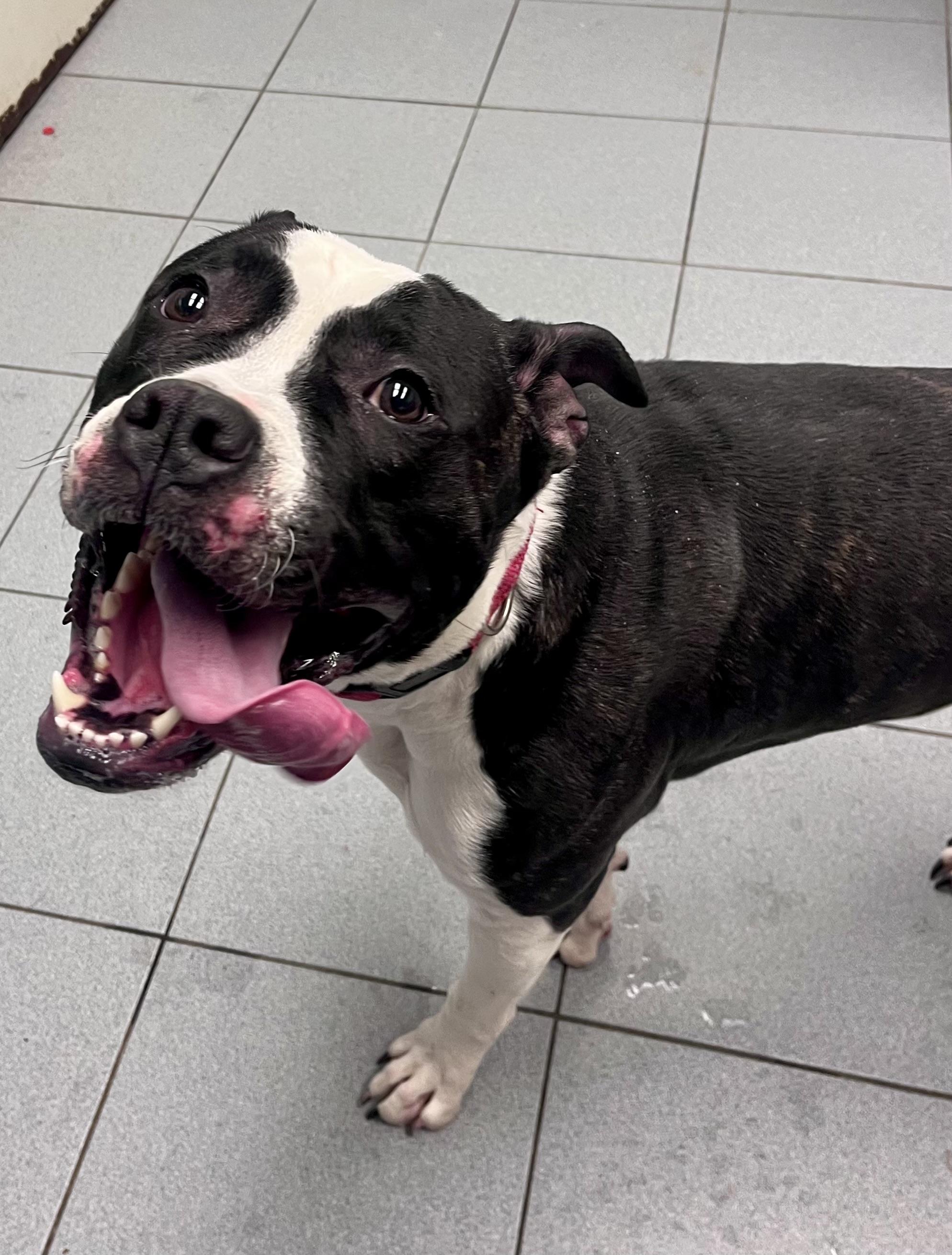 Enlarge Trixy , a ADOPTABLE mixed breed in Buffalo, NY image 4/6