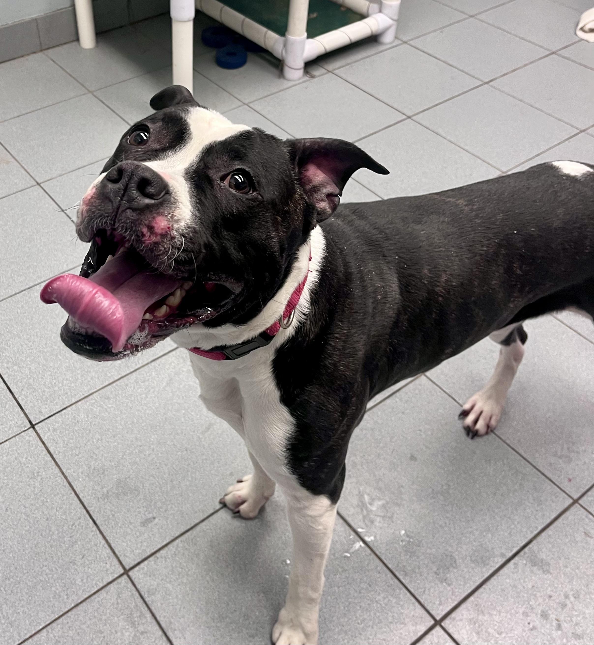 Enlarge Trixy , a ADOPTABLE mixed breed in Buffalo, NY image 3/6